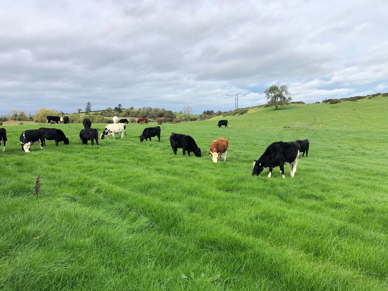 NI agri census: Less than 1% increase in cattle numbers in 2023