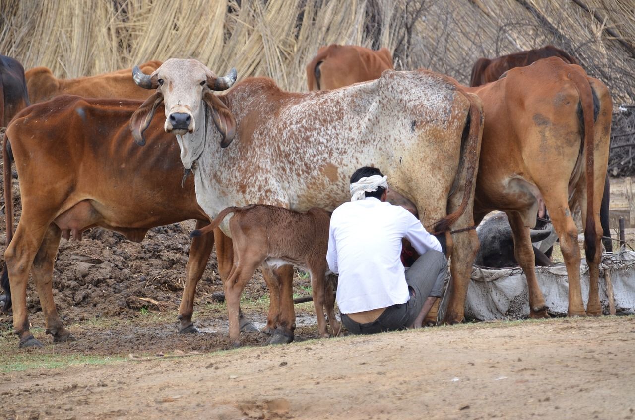 Farmers worldwide and their transition to ‘climate-smart agriculture’