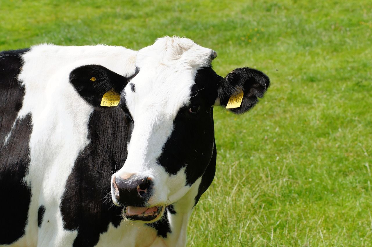 New bluetongue ‘surveillance’ requirements in England confirmed