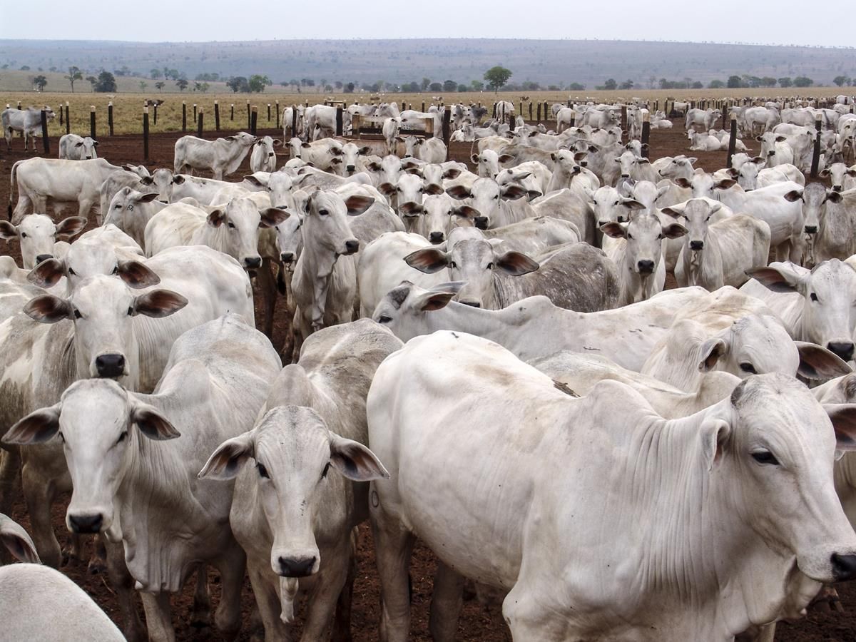 Brazil approves methane-reducing livestock feed additive