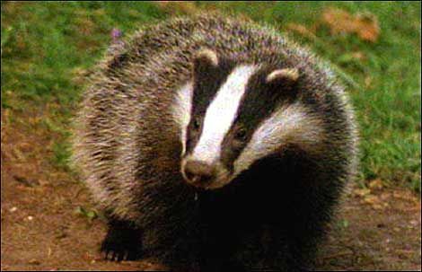 Badger culling to begin again in Northern Ireland