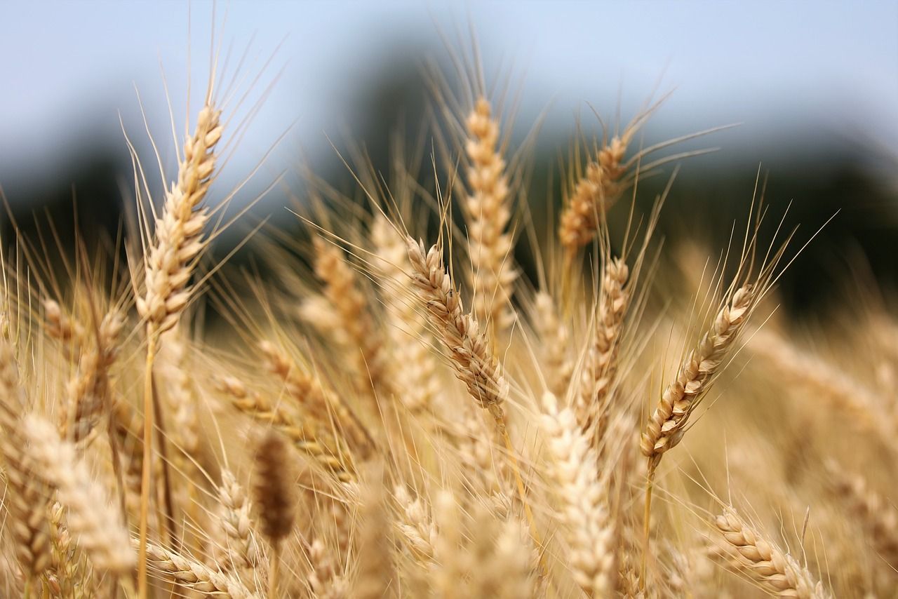 Belfast company developing tech to detect food fraud