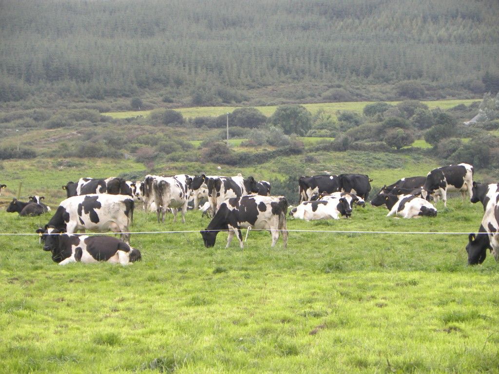 'A vaccination programme is a cheap insurance policy' - top Meath dairy farmer
