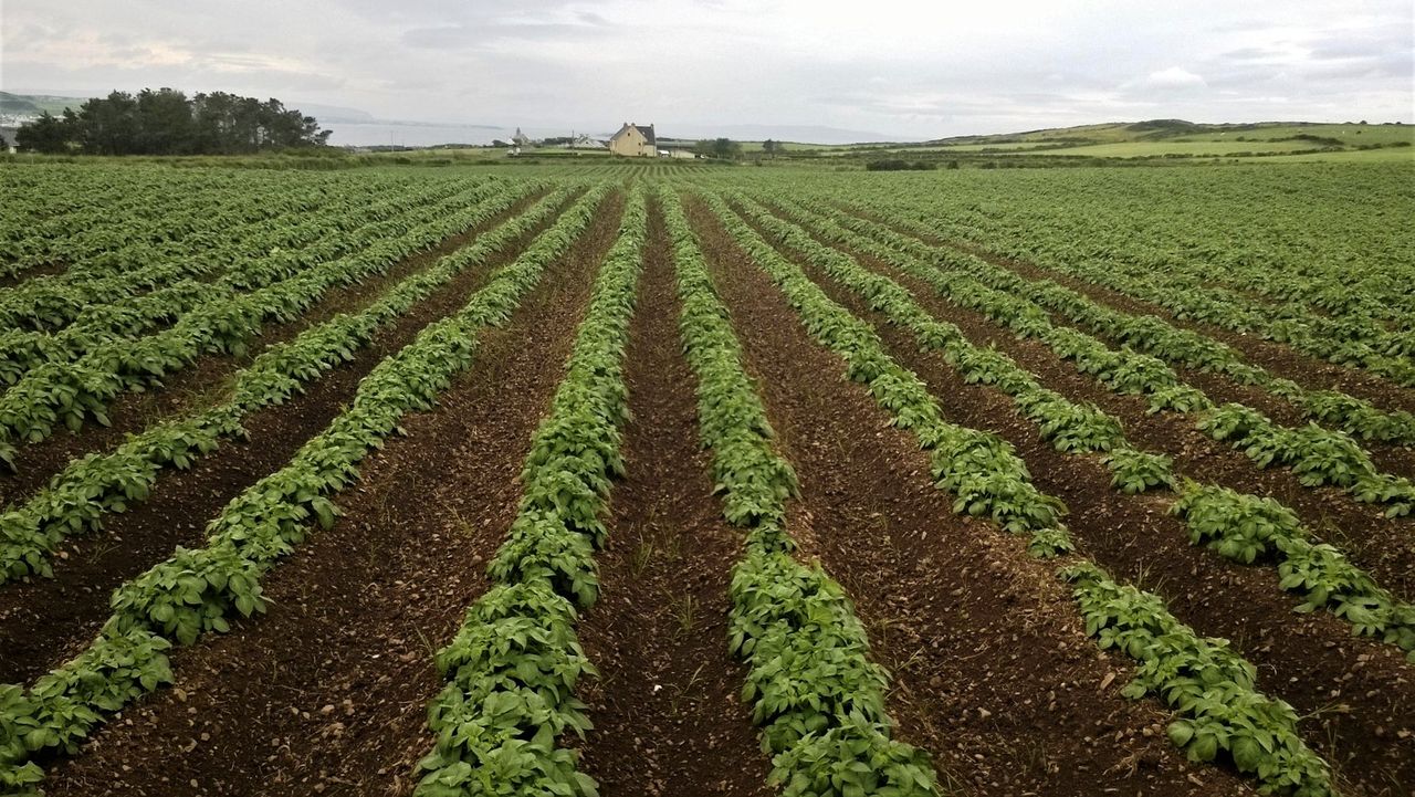 Potato stock levels and ‘drawdown’ at record rates in the UK