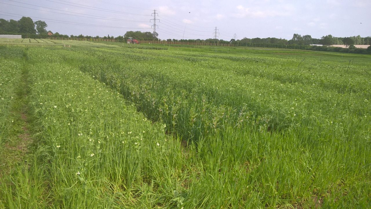 New research to trial crop mixtures for improved sustainability