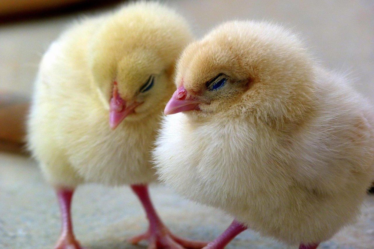 Researchers say technology to analyse chicks' chirps could improve welfare