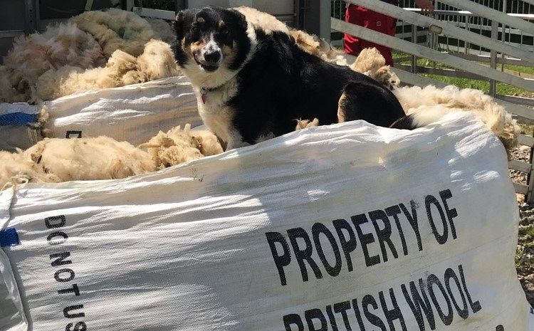 Is the Wool Board a marketing model for the rest of our agri food sectors?