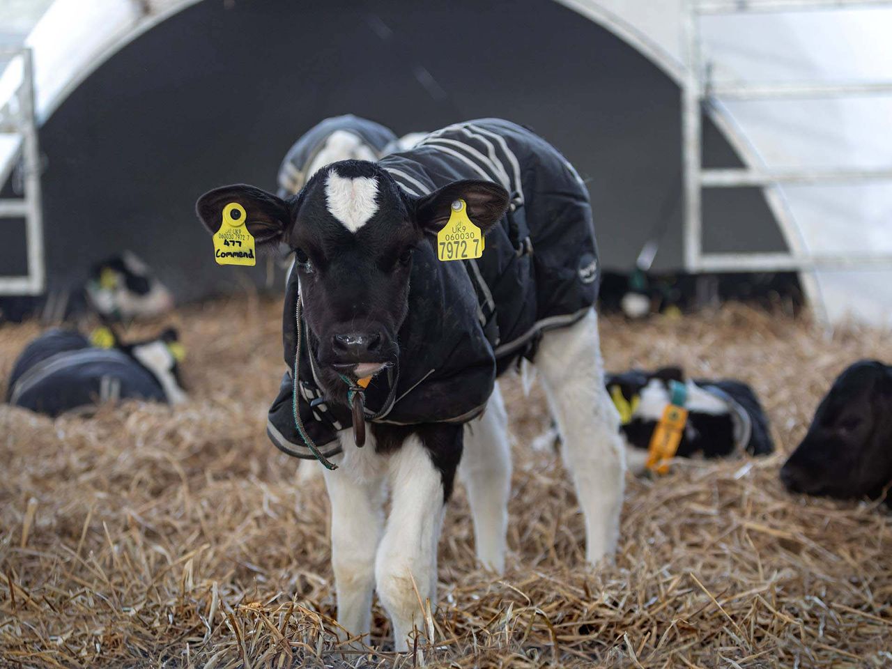 Accelerated milk replacer rates will boost calves’ life-long milking ability