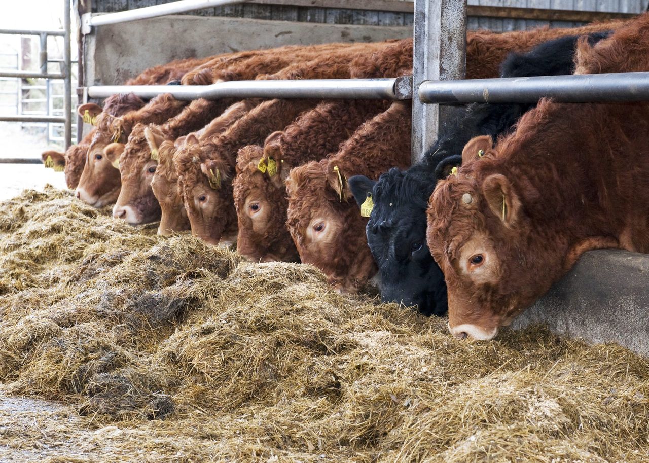 Scottish Limousin breeder to be investigated by Trading Standards