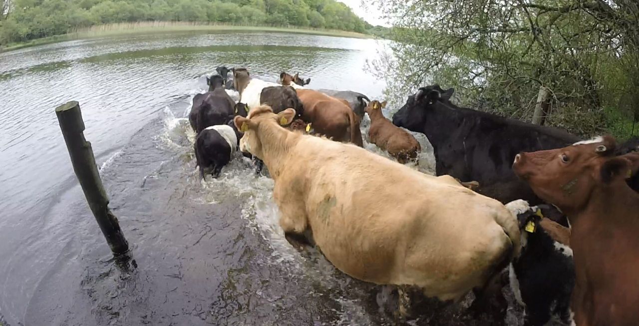 Fermanagh sucklers make a splash with annual island swim