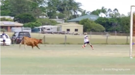Video: Bull makes it way onto soccer pitch and charges player