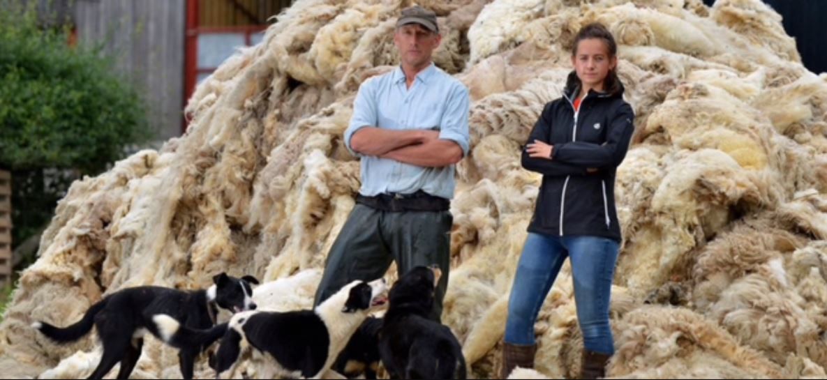 Almost 18,000 sign campaign for wool to be mandated in construction