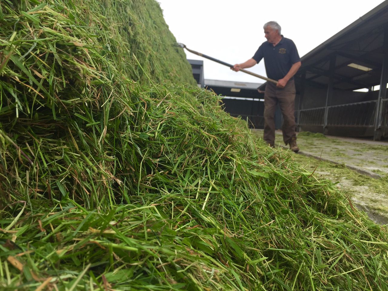 'Decisions taken over the next six weeks will have a major effect on silage quality'