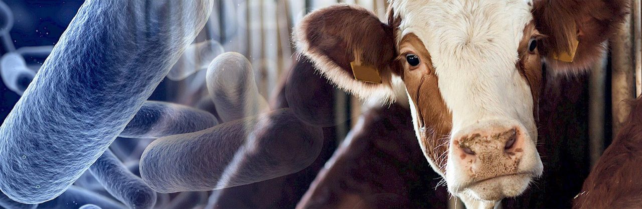Six-hour TB test to launch at the end of this month