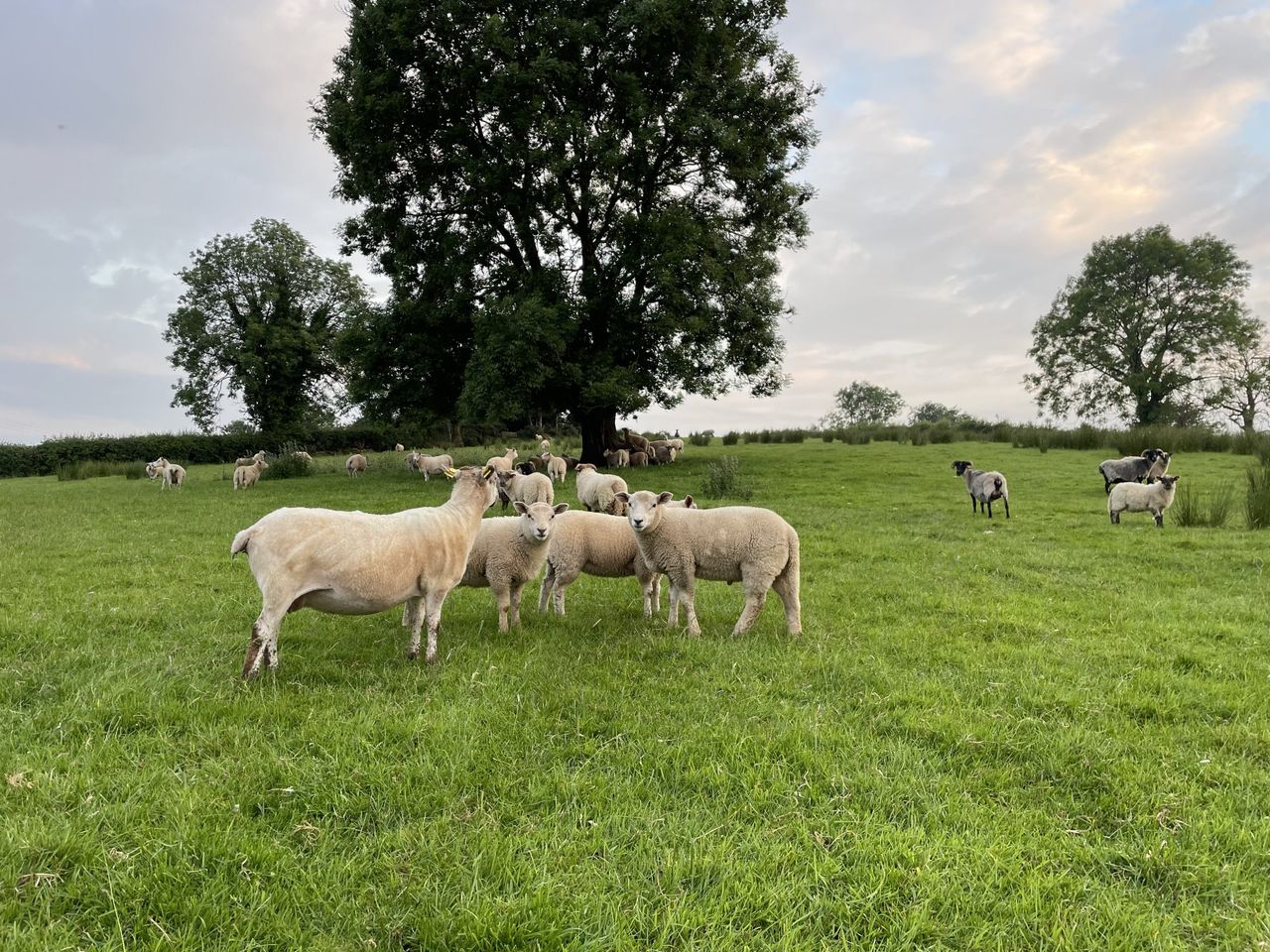 Minister Muir urged to launch NI sheep scheme at ‘Love Lamb Week’