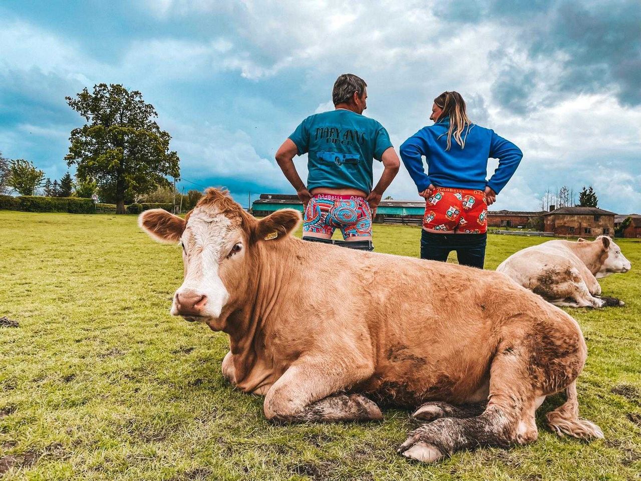 Better breeding with Bulls Out for Cancer campaign
