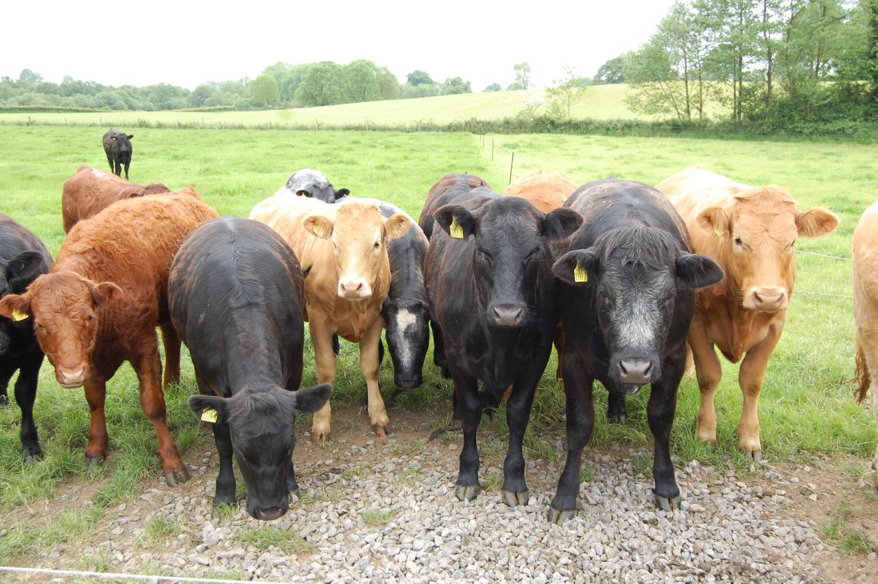 Paying for cattle on the basis of meat yield just doesn’t stack up