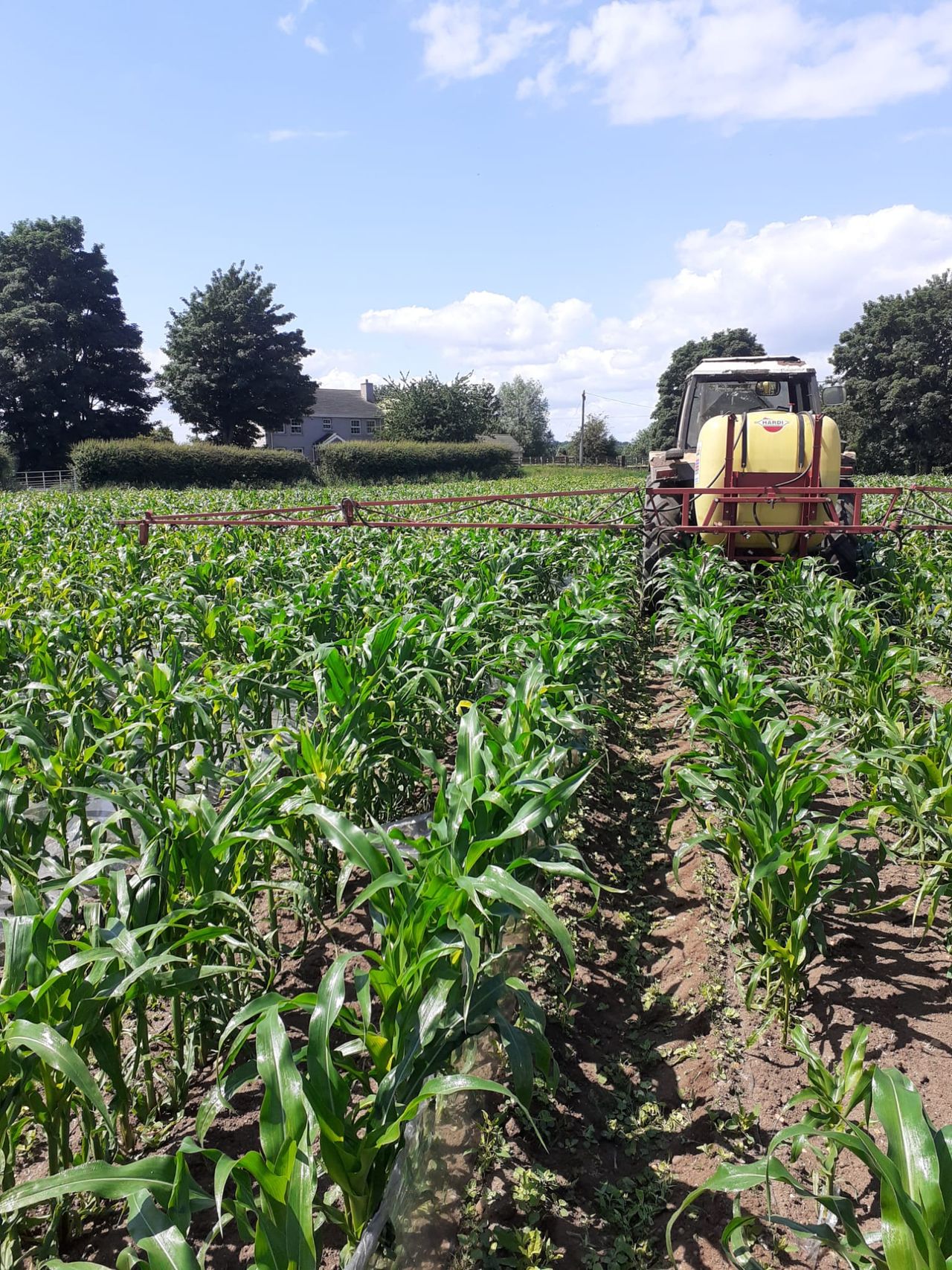 Northern Ireland’s maize acreage is by approximately 15%