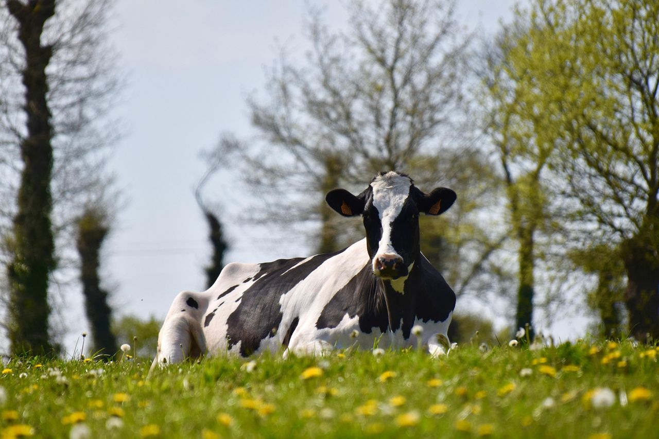 Introduction of bird flu from US dairy cattle to Europe ‘very unlikely’ – EFSA