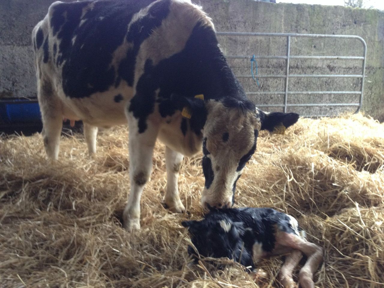 Four Northern Ireland dairy farms among first to be RSPCA-assured for welfare