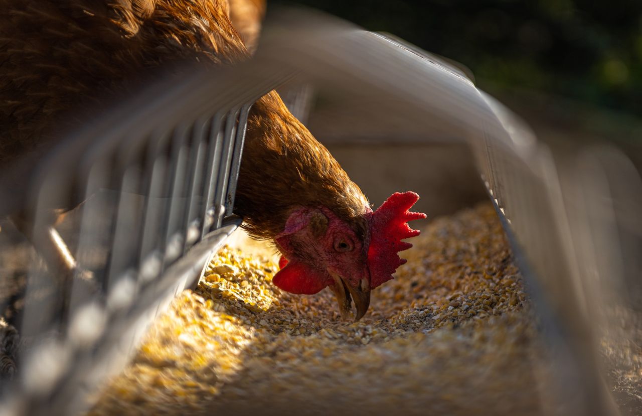 SRUC explores red seaweed as a UK chicken feed alternative