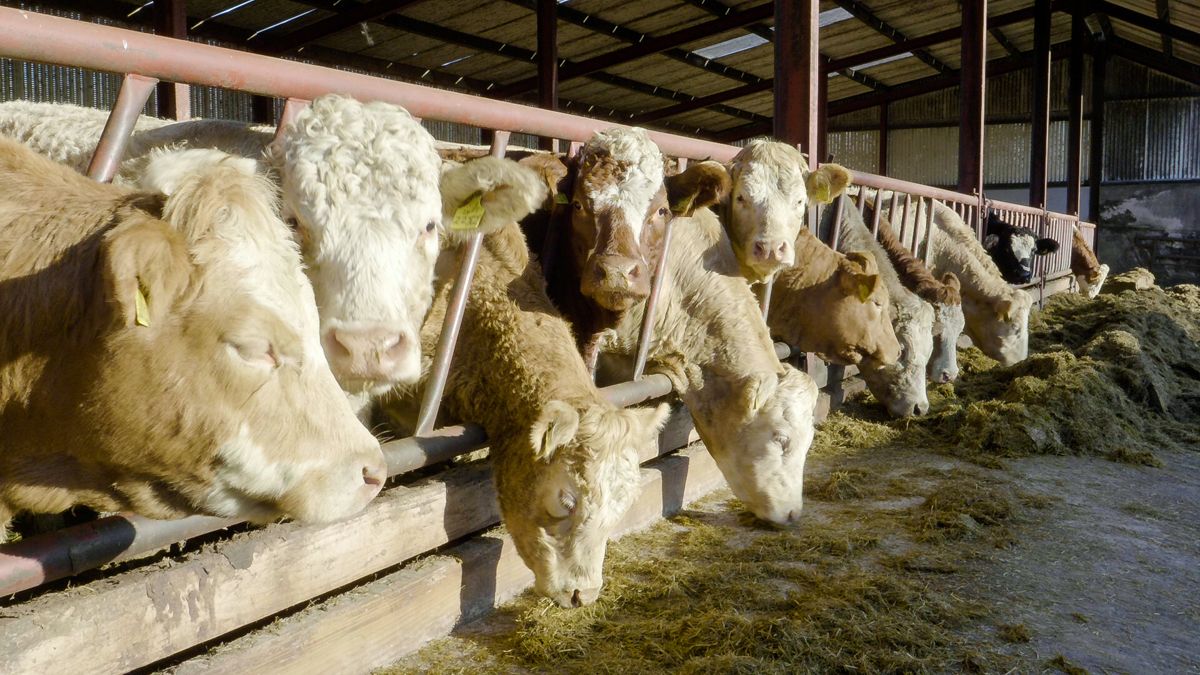 Feed storage cleaning is 'vital' to reduce risk of mad cow disease