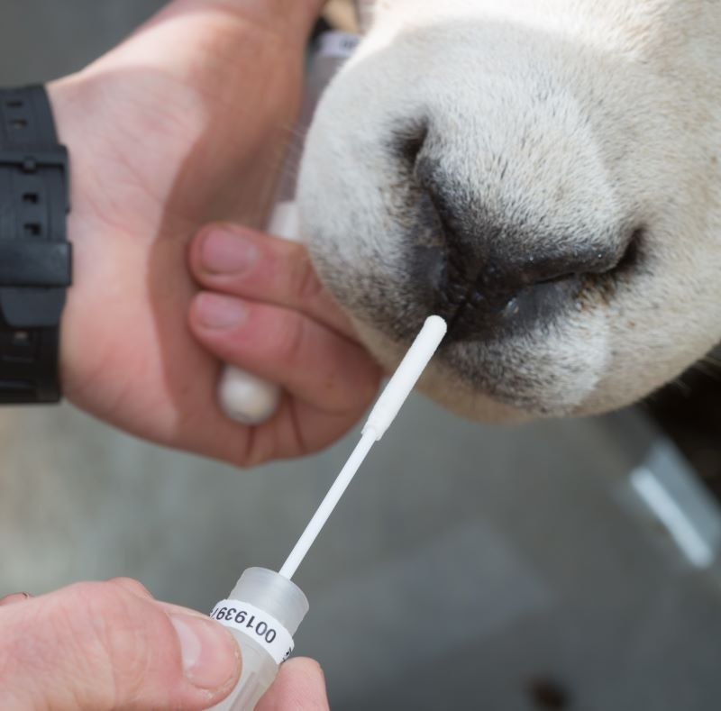 Texel Sheep Society to introduce routine genomic evaluations