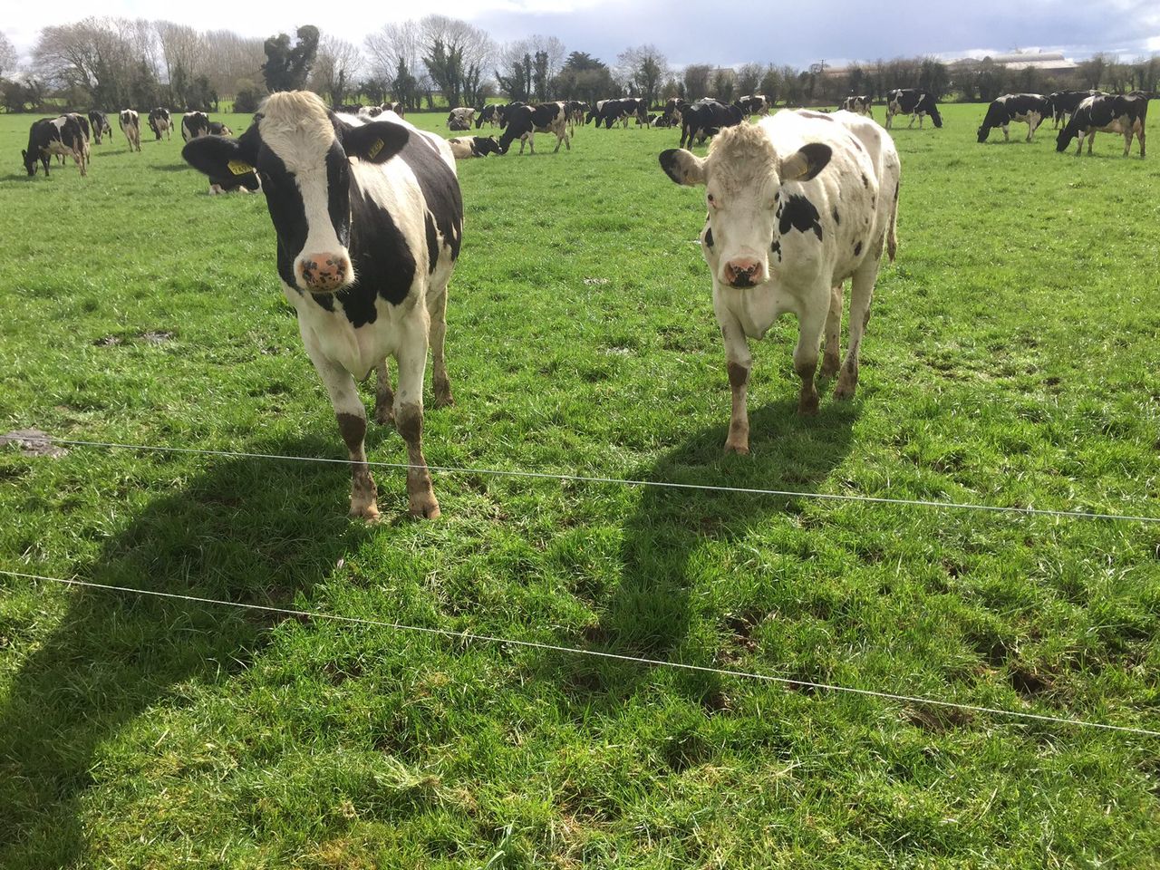 NI milk production levels and prices continue to rise in 2017