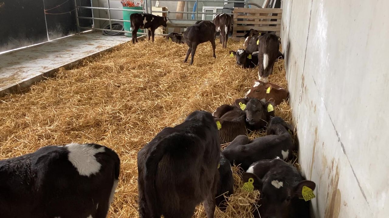 Are you having issues with calf scour?