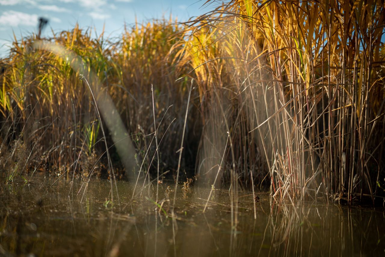 Miscanthus farm walk to showcase crop on flooded land