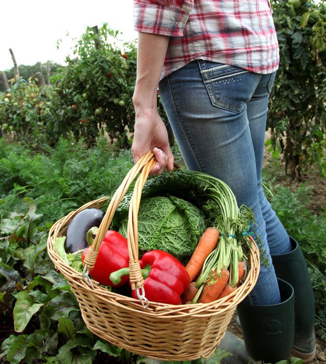 British farms ‘critically short’ of seasonal fruit and veg labour supply
