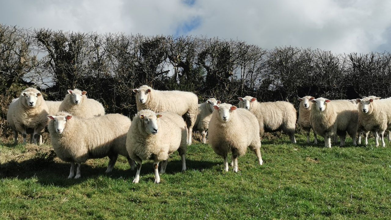 PSNI investigating the theft of 13 pregnant sheep in Derry
