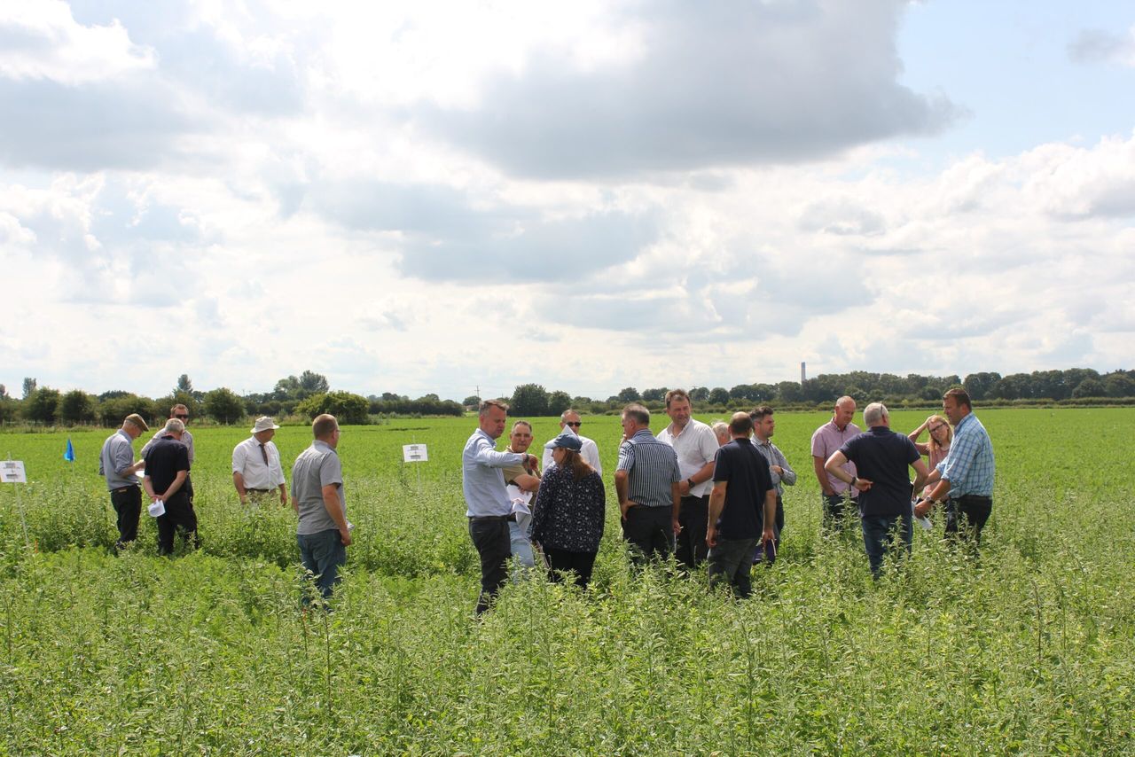 Carrot growers review trials of linuron alternatives