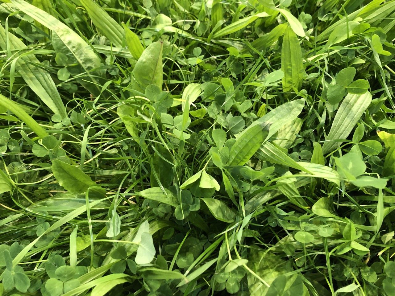Disease resistance potential driving grass variety choices – seed expert
