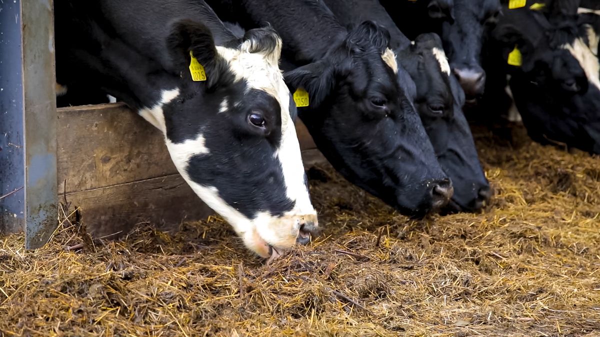 NFU calls for stability for farm businesses in spring budget