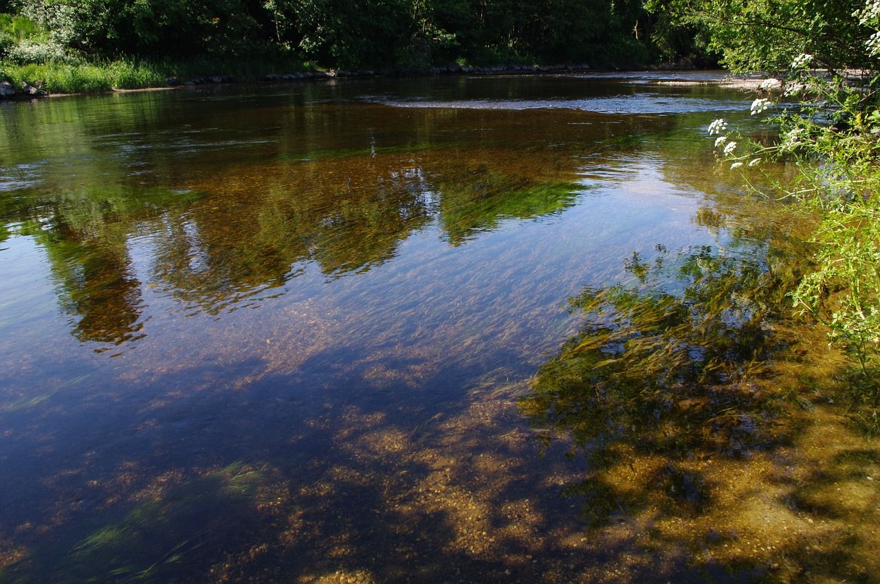 Wildlife charity calls for ‘urgent action’ on NI water quality