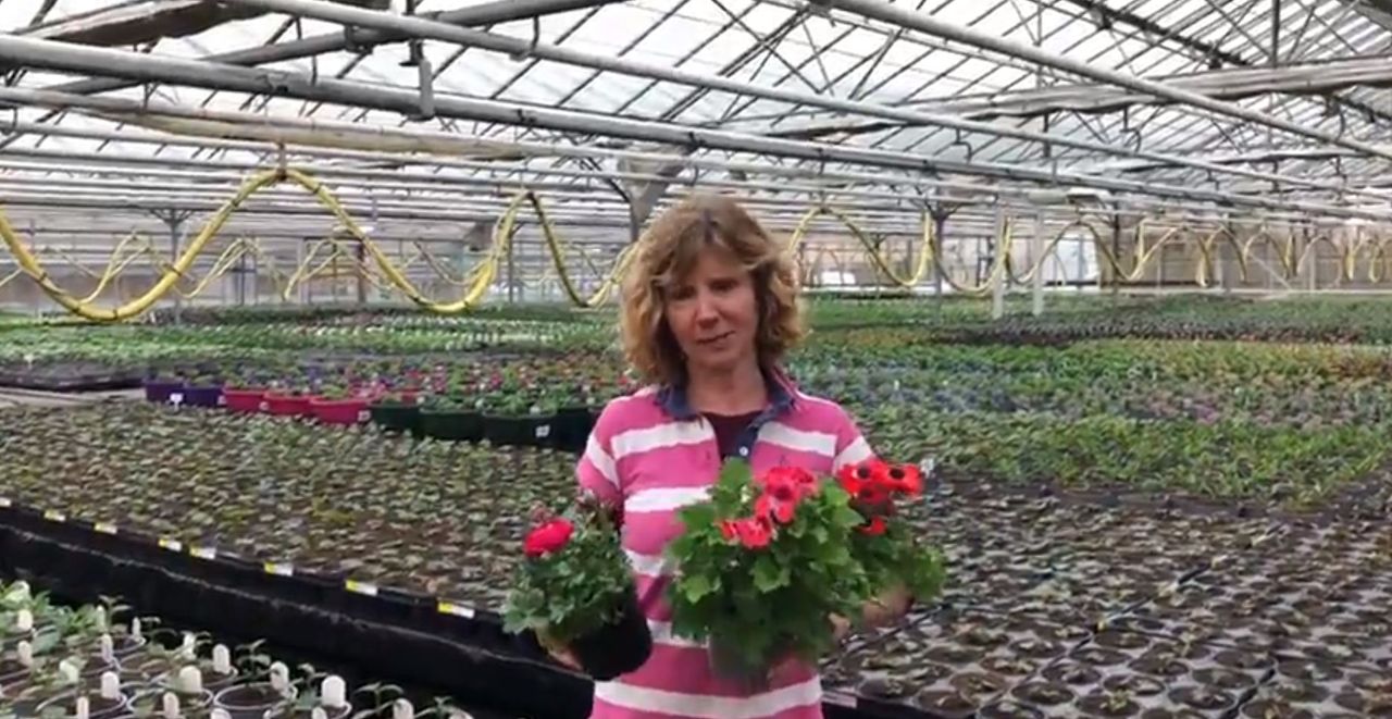UK's horticultural sector at risk of lockdown ruin