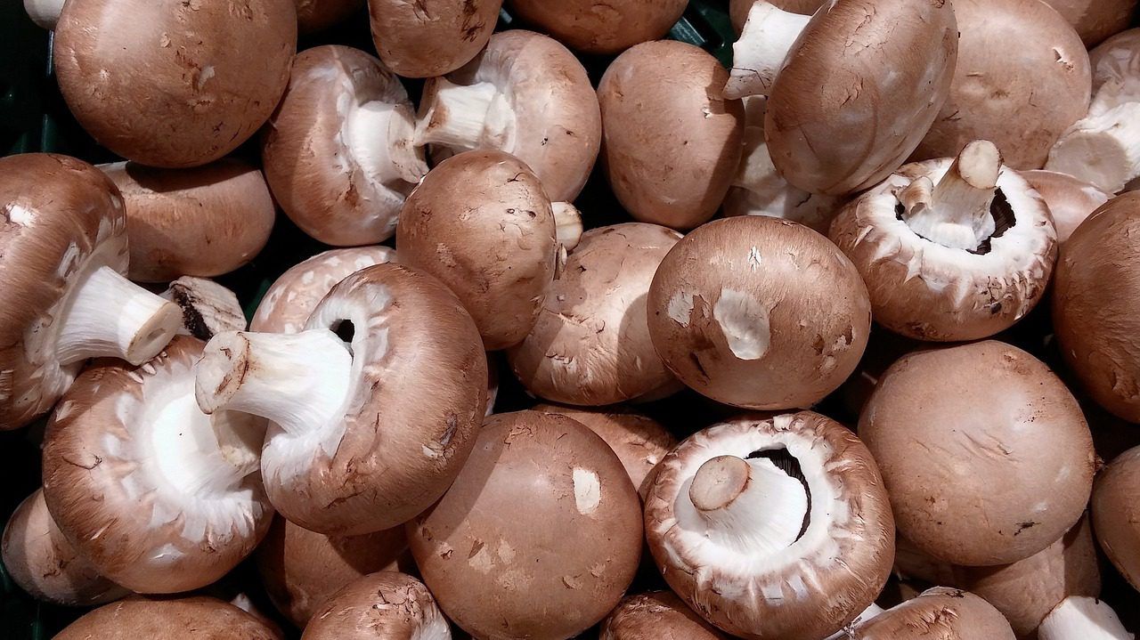 Fears over future of NI mushroom industry amid labour shortage