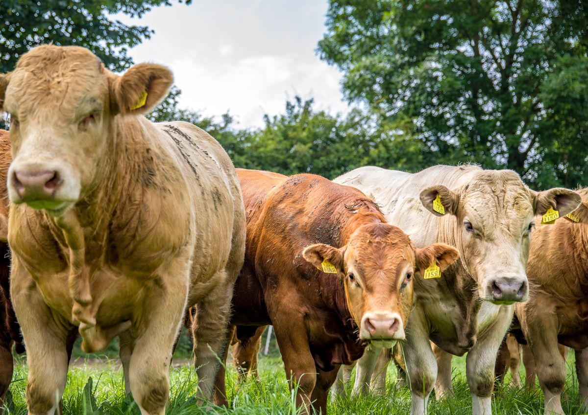 UK beef prices could well take off over the next few years