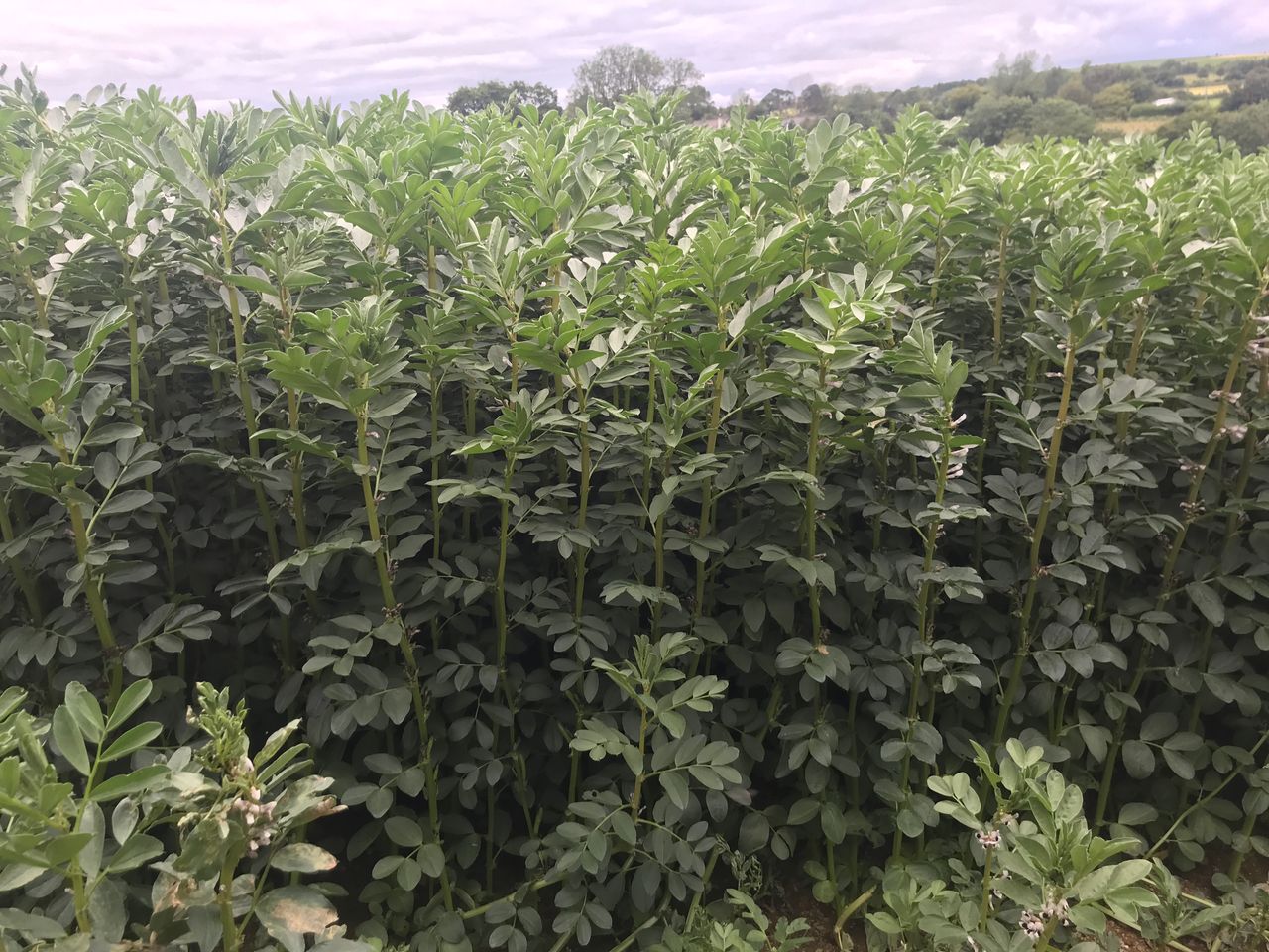 Don’t forget – peas and beans are legumes