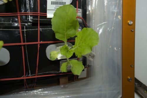 Astronauts have grown cabbage on the International Space Station
