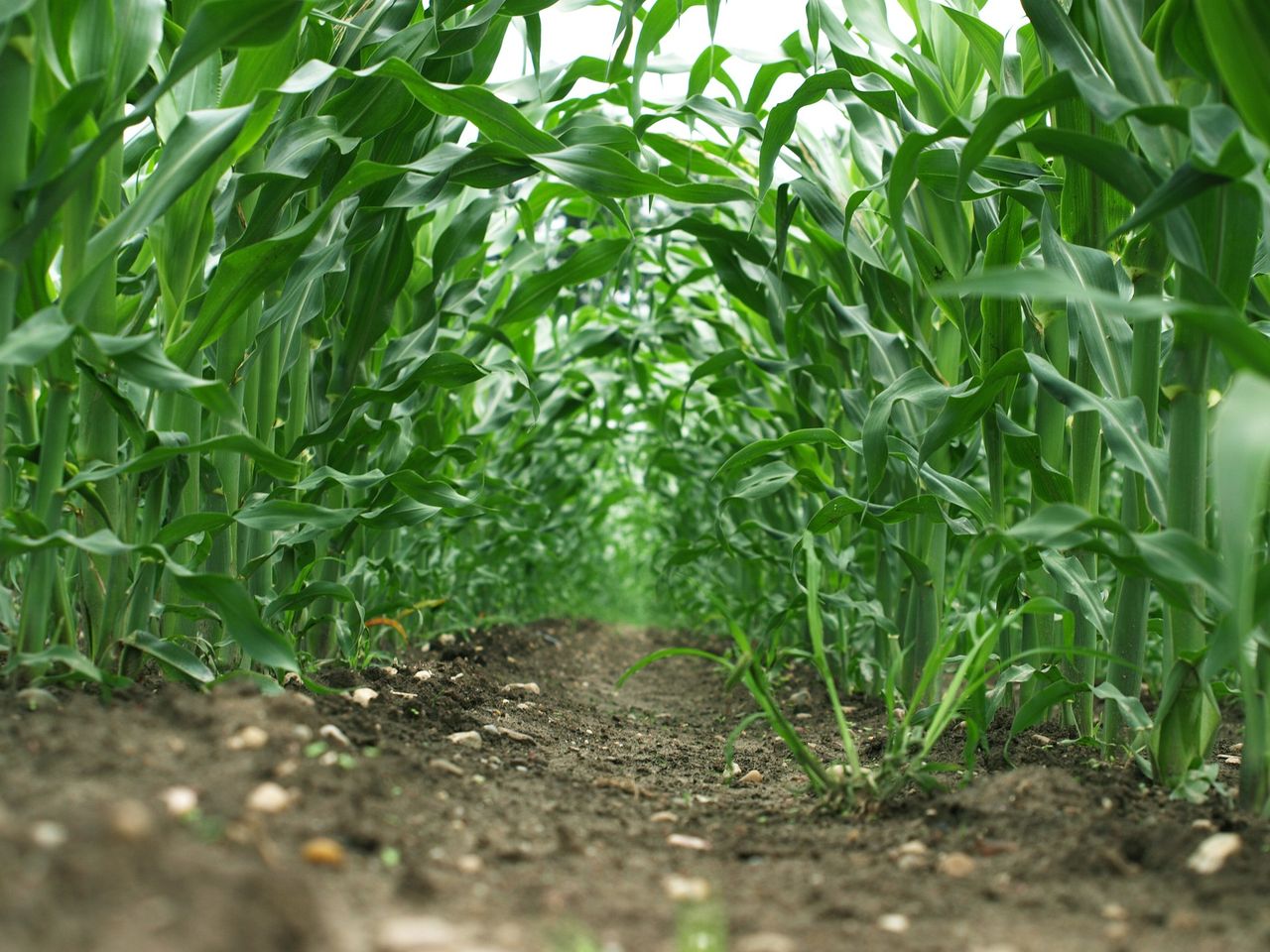 FAO Food Price Index: Wheat and maize prices fall in November