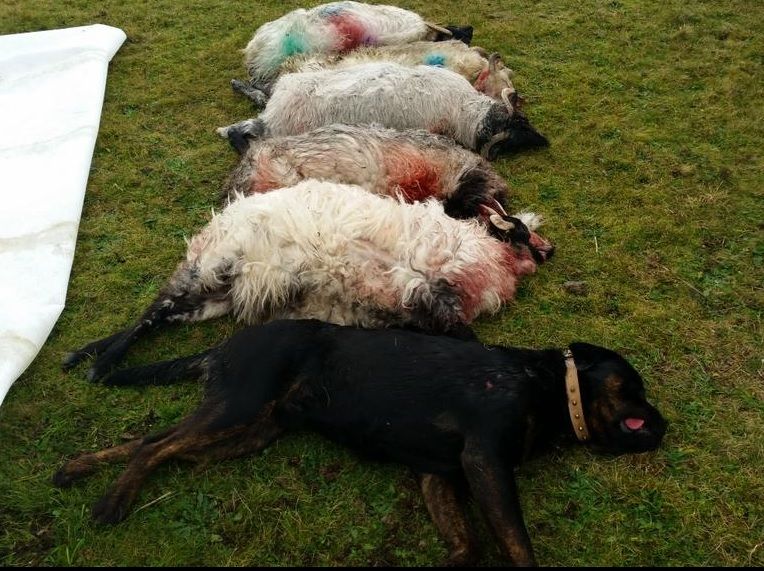 Farming union urges politicians to back radical livestock worrying proposals