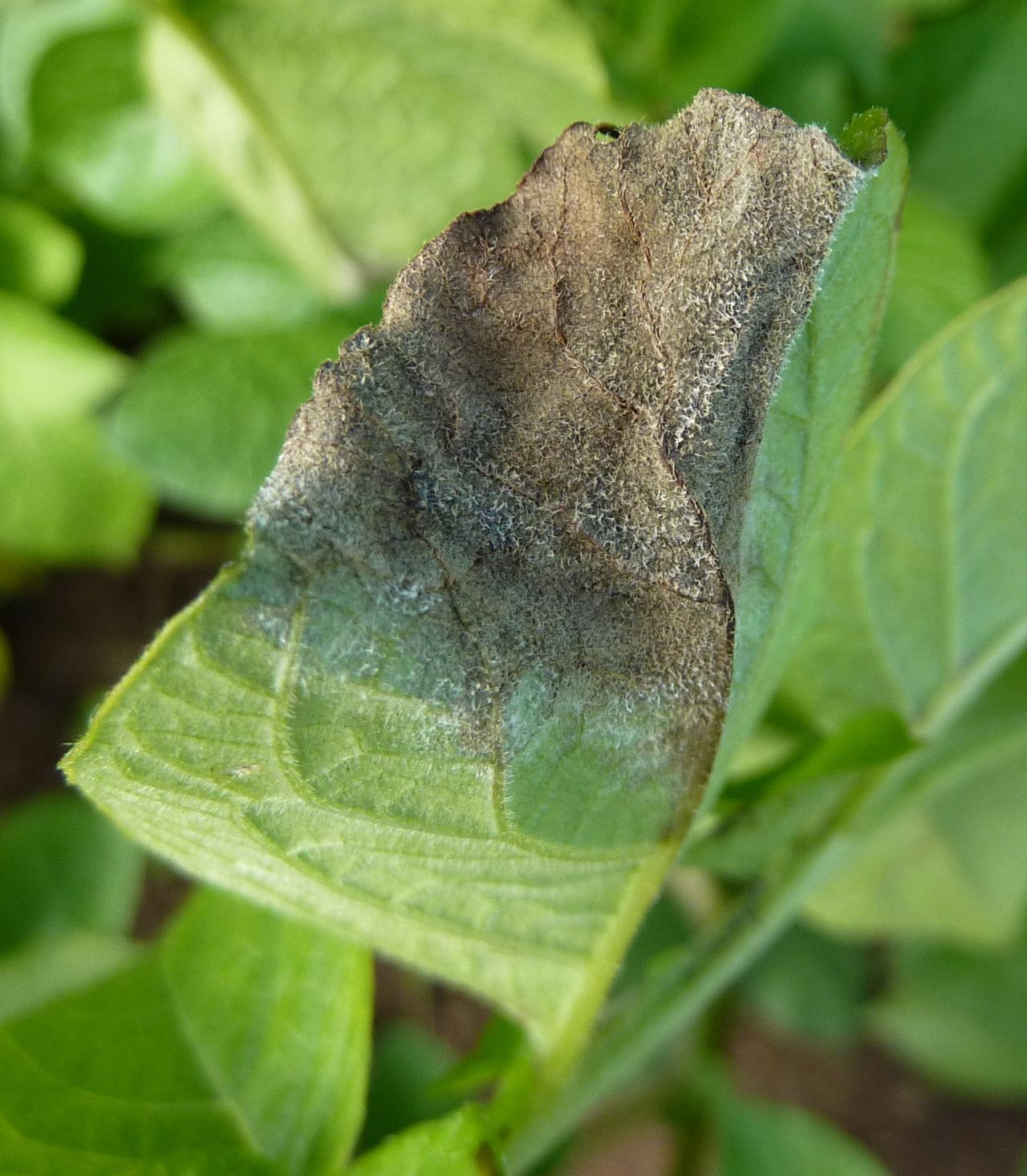 First blight warning of the year for Northern Ireland