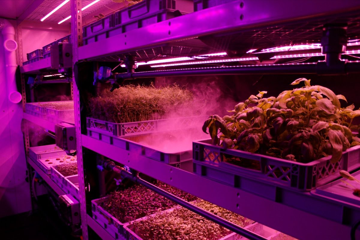 Innovative veg growing firm secures £1 million to build the farms of the future