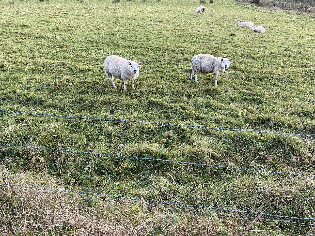 Processors slow to move up weight limits for lambs in NI