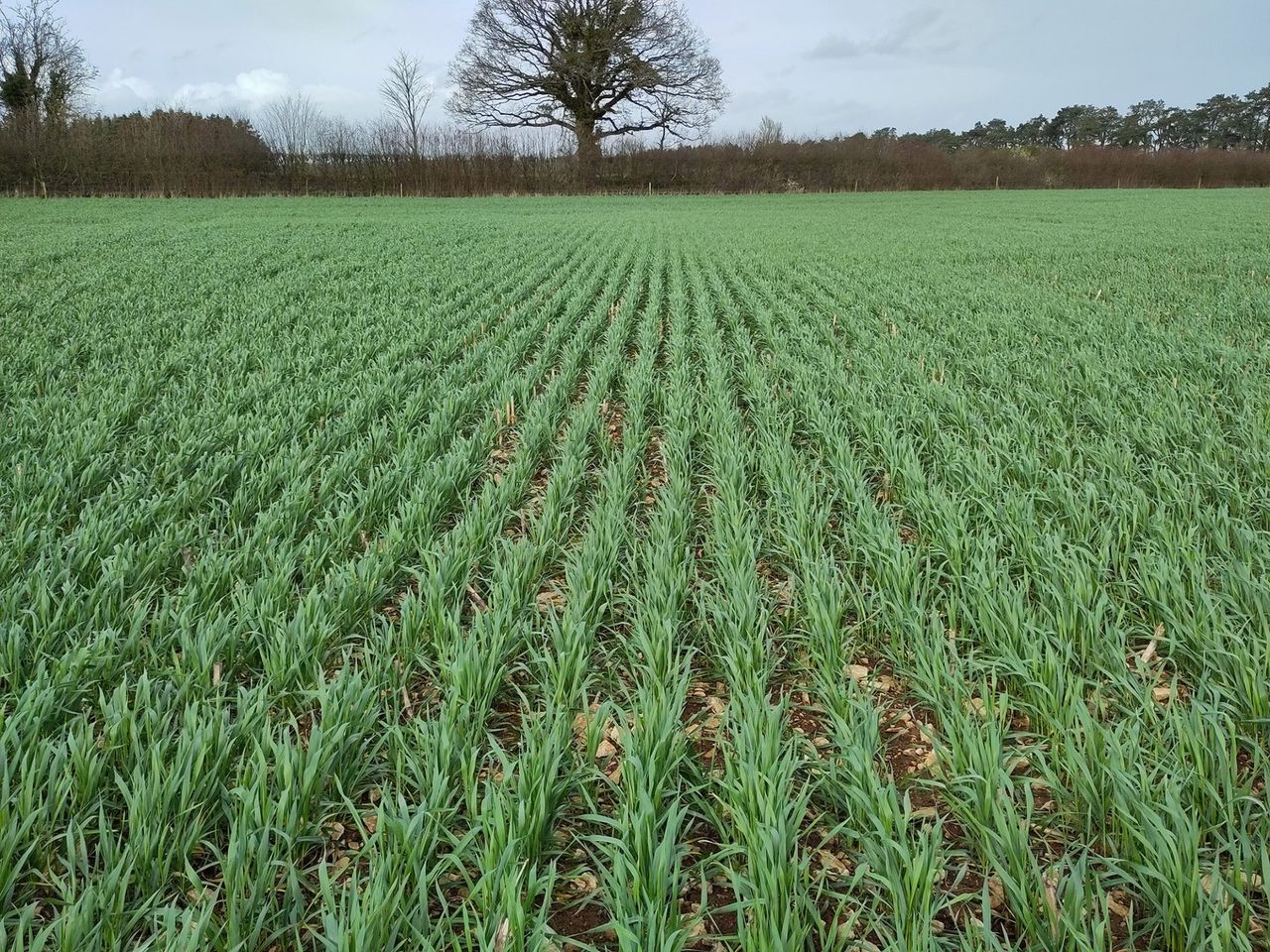 Tillage: New triticale forage option now available in UK