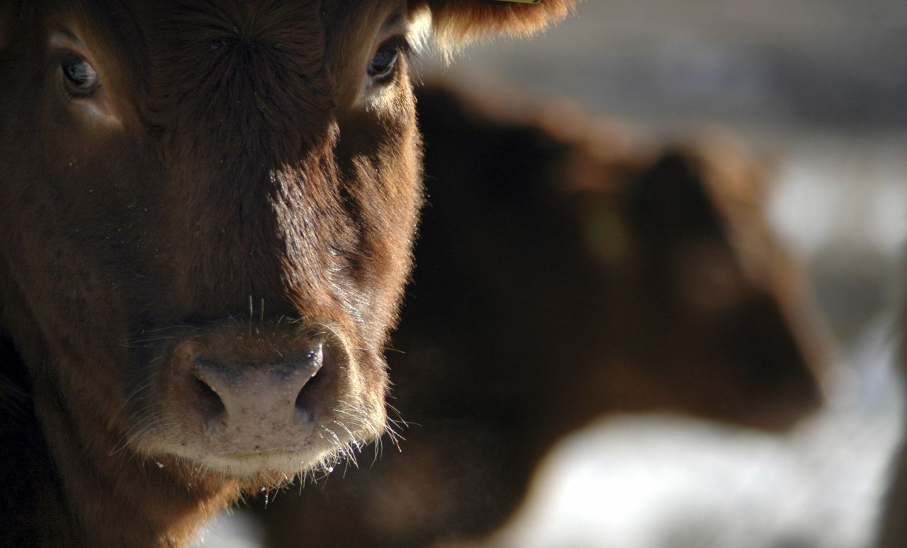 Vets and welfare body make joint call to end non-stun slaughter