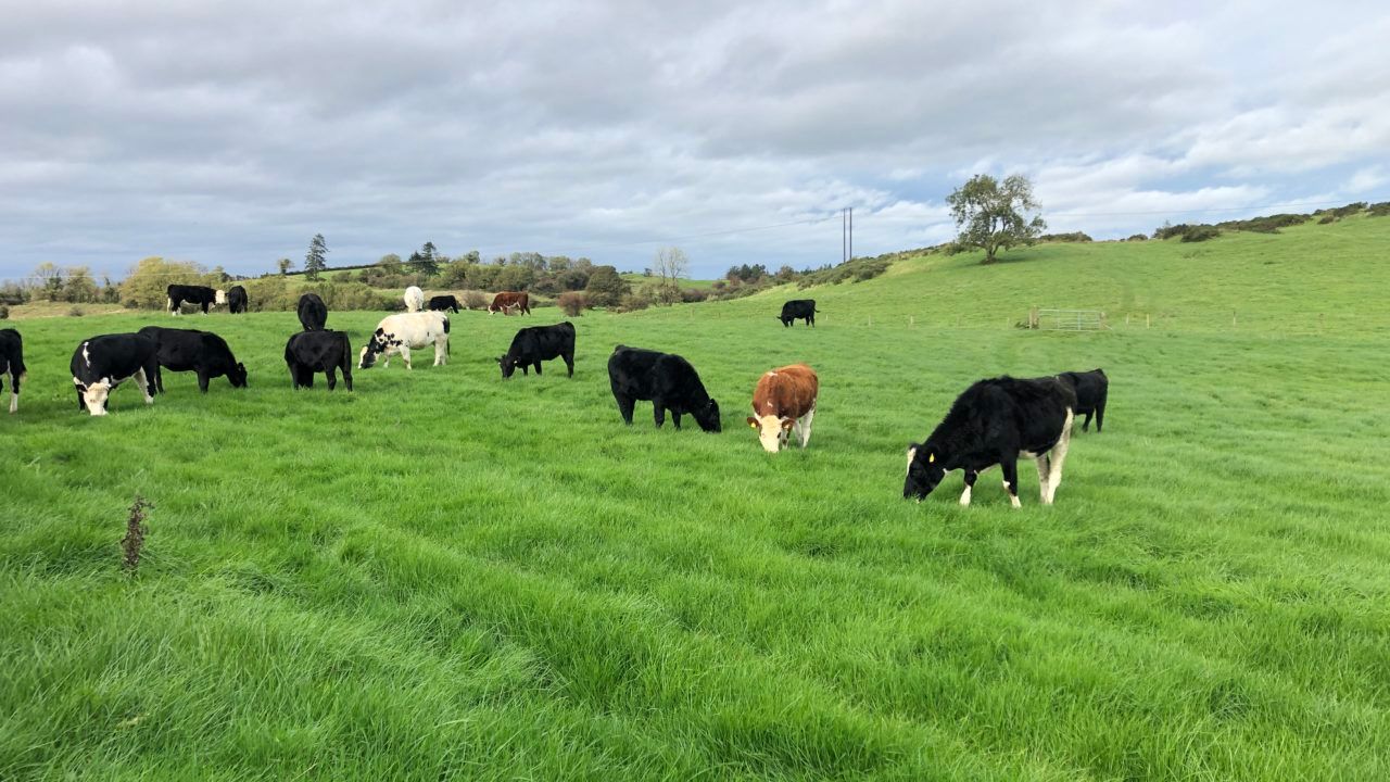 Getting spring grass into the diet as mid-March approaches