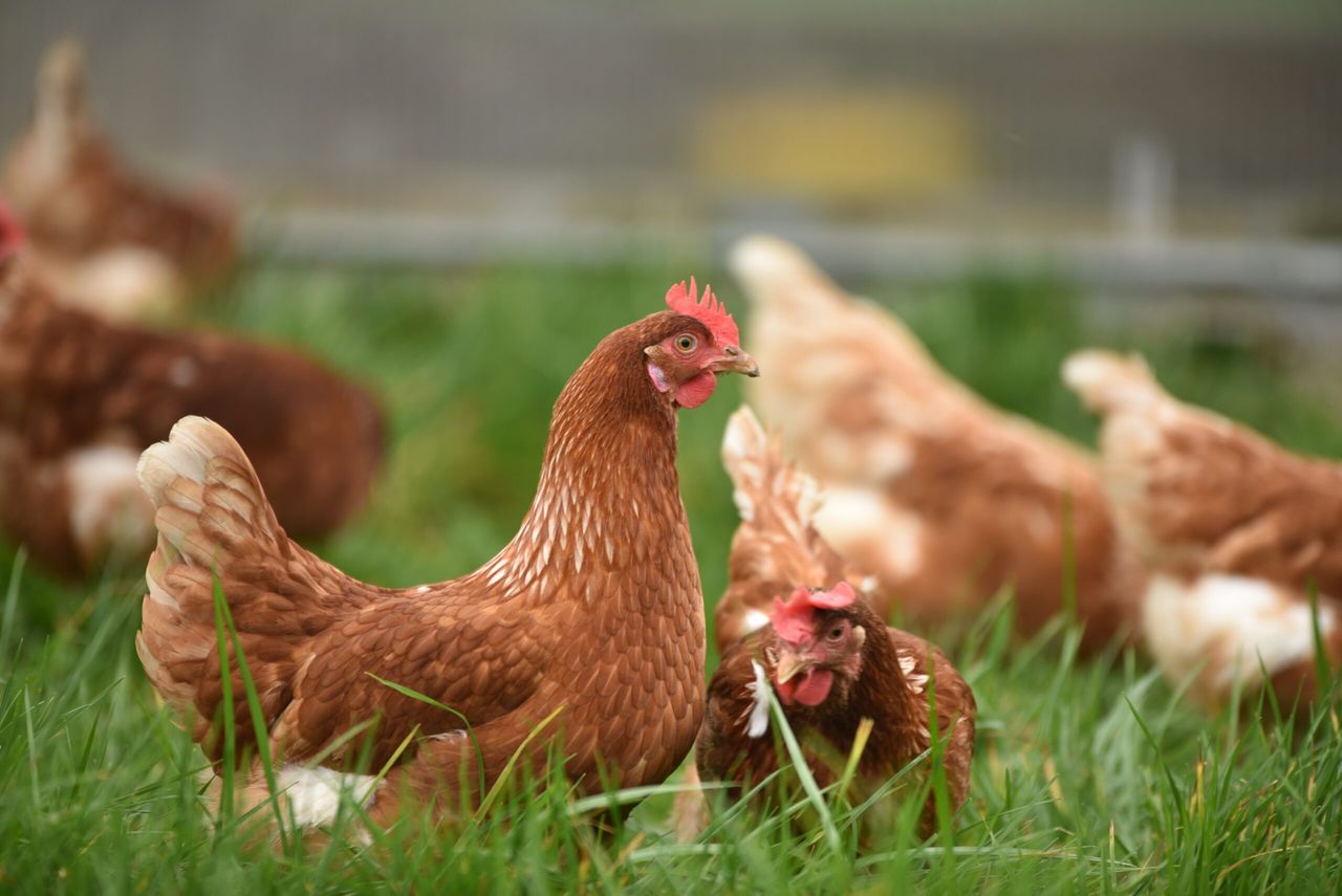 Bird flu case confirmed in East Suffolk